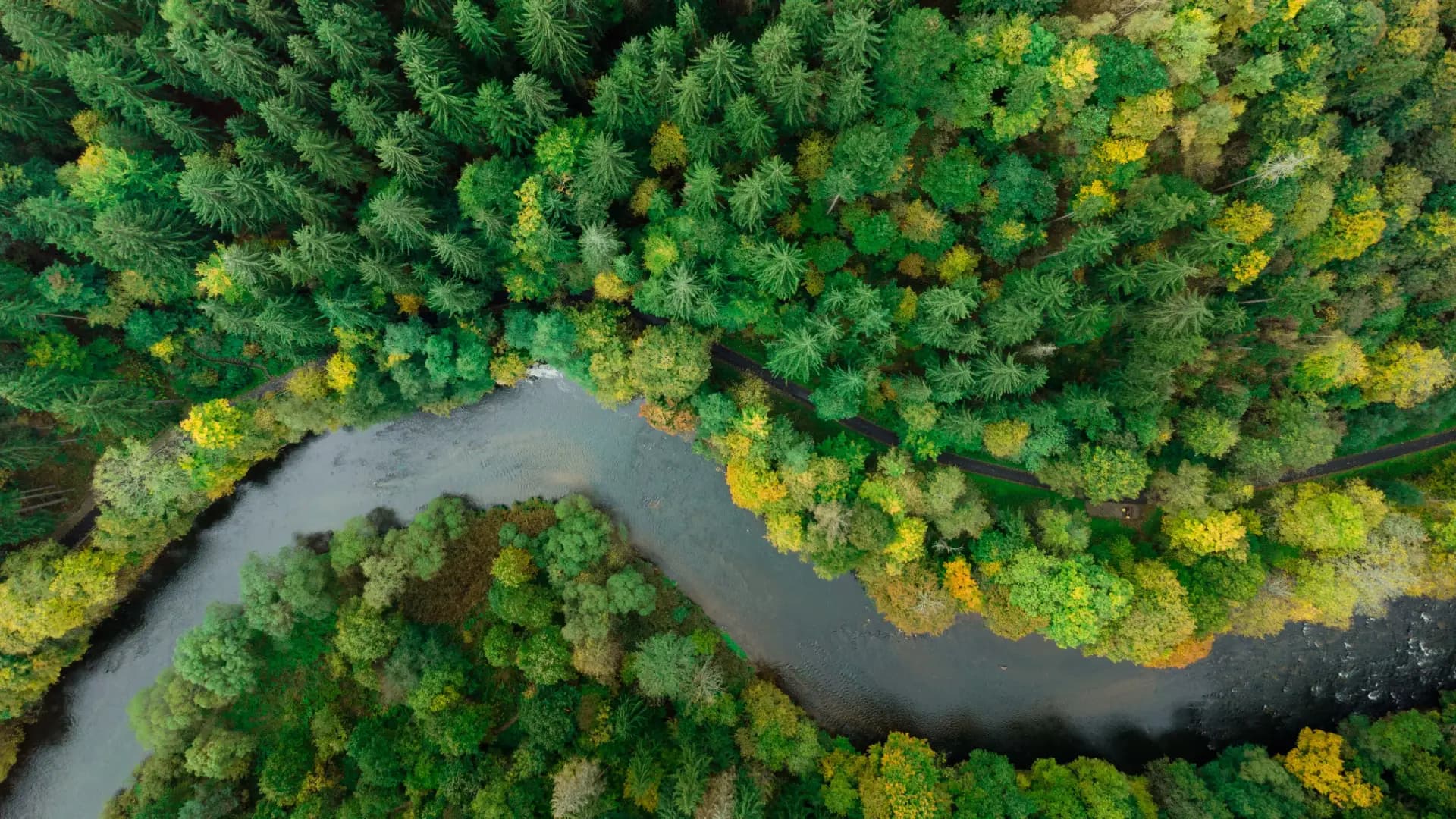 Aerial view of a forest river